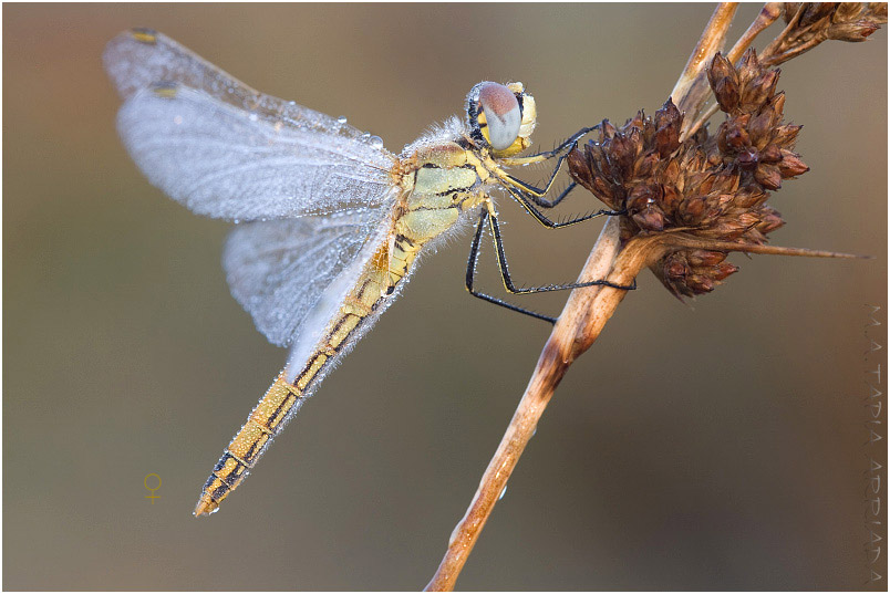 Sympetrum fonscolombii 2 Sympetrum fonscolombii photo 2