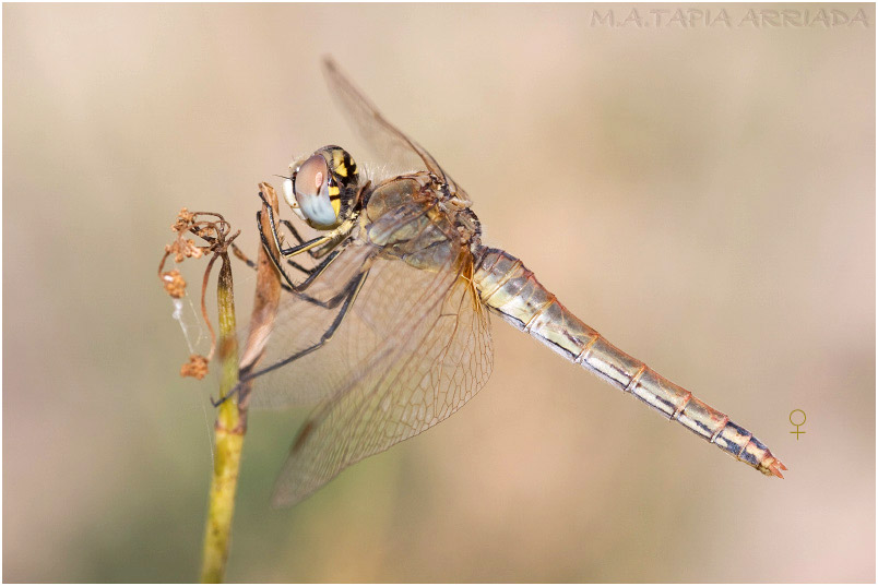 Sympetrum fonscolombii 3 Sympetrum fonscolombii photo 3