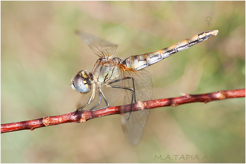 Sympetrum fonscolombii 4 Sympetrum fonscolombii photo 4