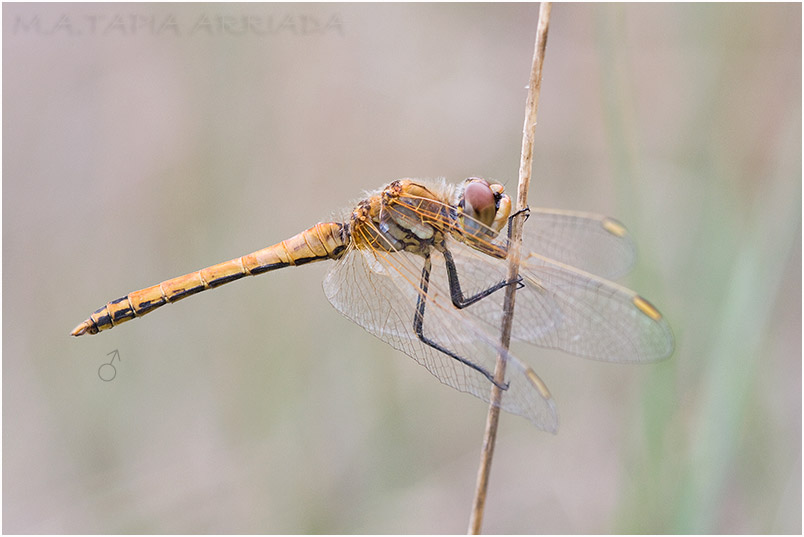 Sympetrum fonscolombii 5 Sympetrum fonscolombii photo 5