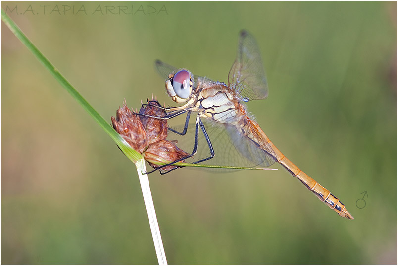 Sympetrum fonscolombii 6 Sympetrum fonscolombii photo 6