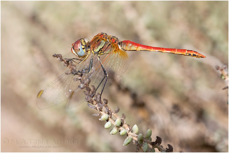 Sympetrum fonscolombii 7 Sympetrum fonscolombii photo 7