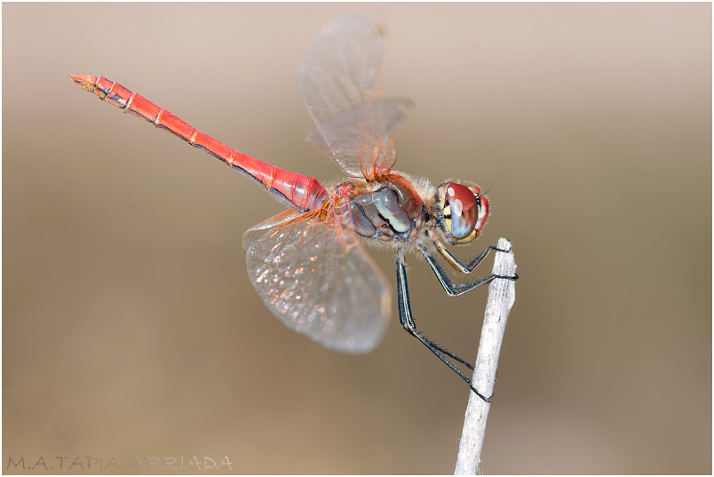Sympetrum fonscolombii 8 Sympetrum fonscolombii photo 8
