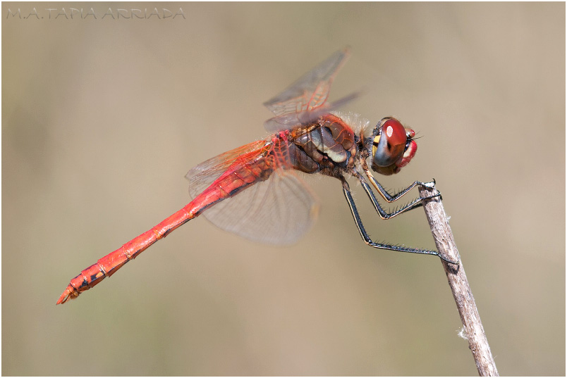 Sympetrum fonscolombii 9 Sympetrum fonscolombii photo 9