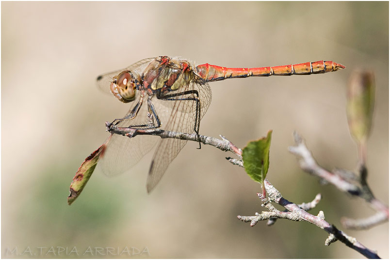 Sympetrum striolatum photo 1