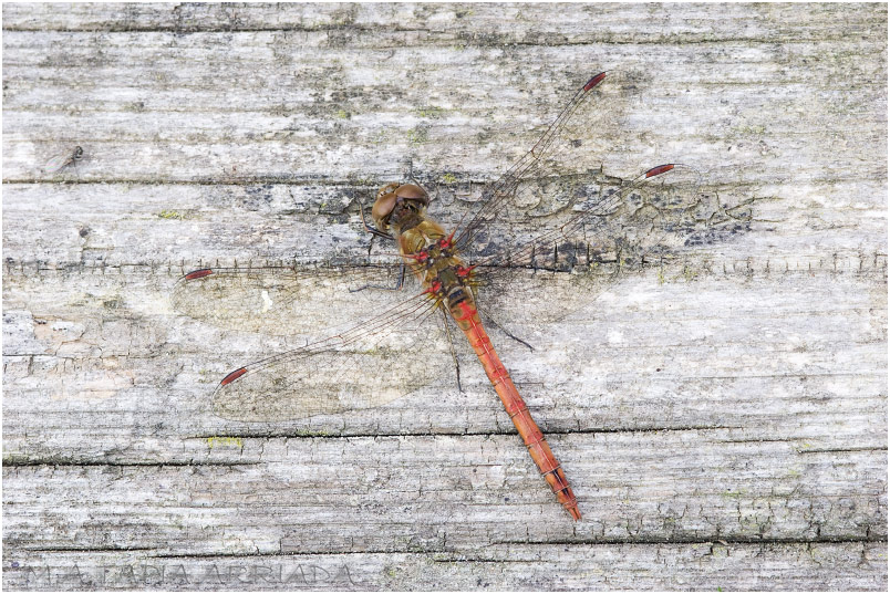 Sympetrum striolatum photo 2