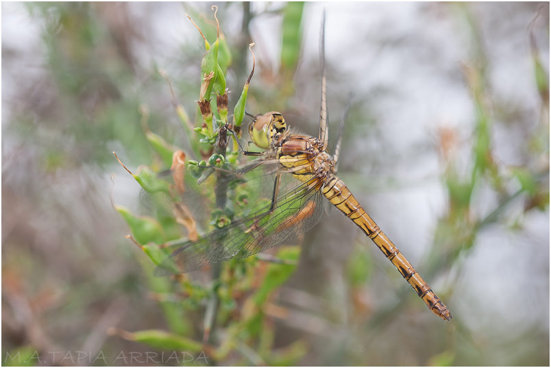 Sympetrum striolatum photo 4