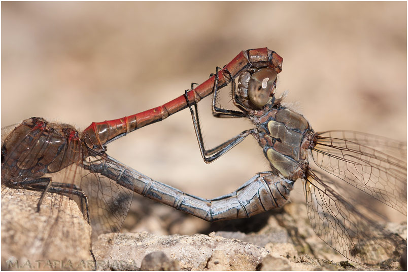 Sympetrum striolatum photo 5