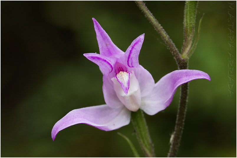 Cephalanthera rubra 4 Cephalanthera rubra photo 4