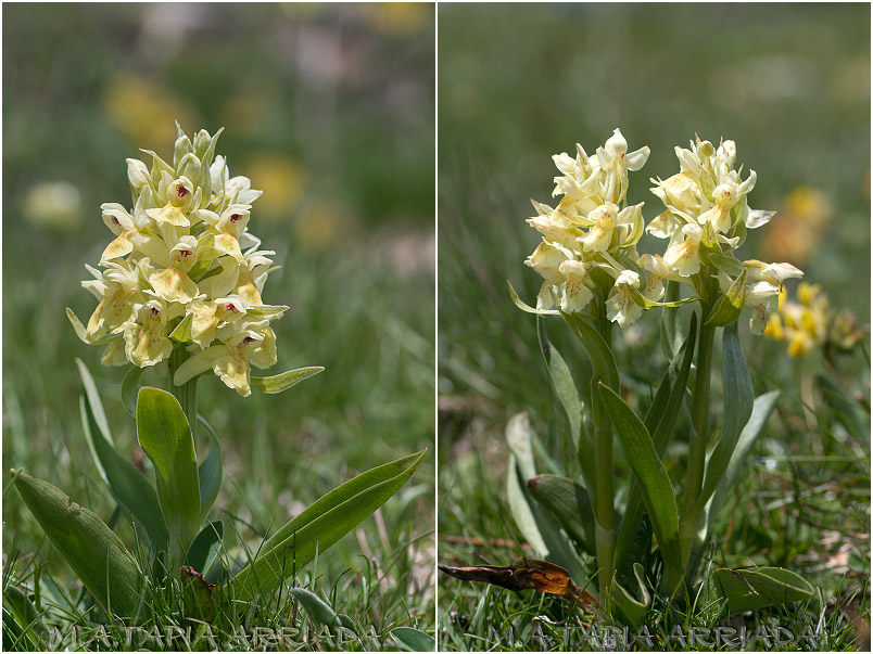 Dactylorhiza sambucina 1 Dactylorhiza sambucina photo 1