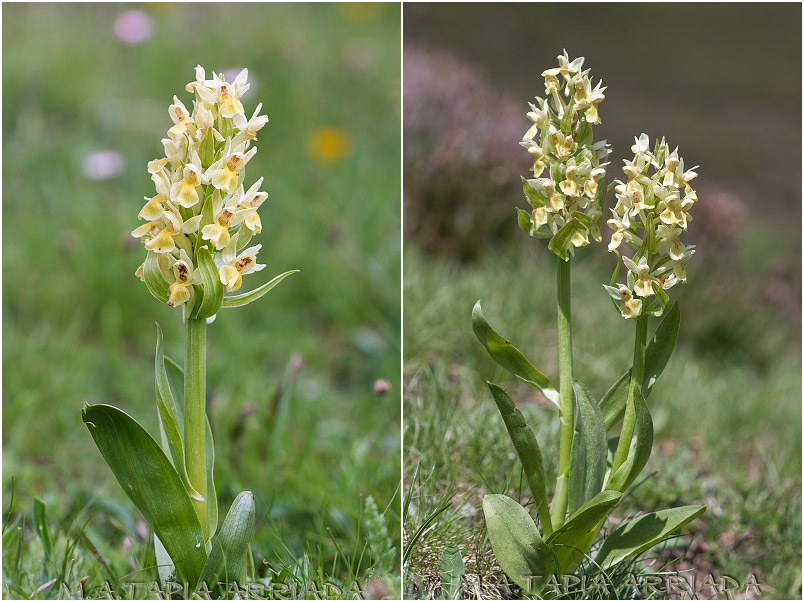 Dactylorhiza sambucina 2 Dactylorhiza sambucina photo 2
