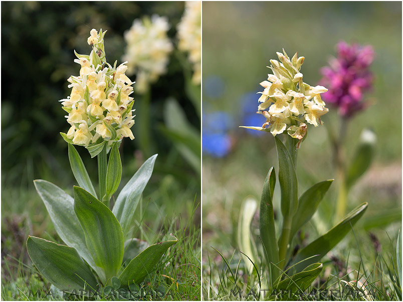 Dactylorhiza sambucina 3 Dactylorhiza sambucina photo 3