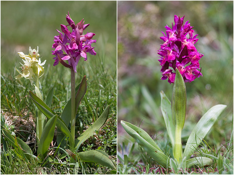 Dactylorhiza sambucina 4 Dactylorhiza sambucina photo 4