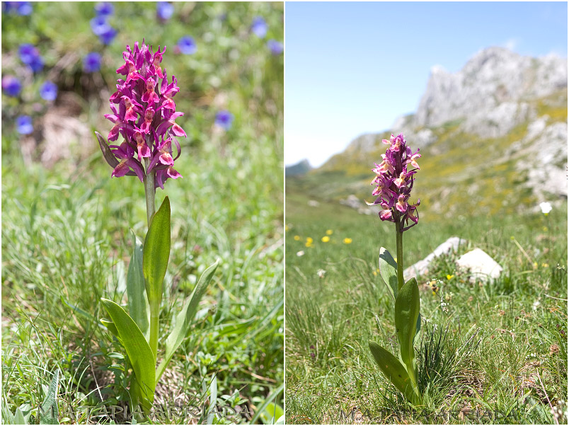 Dactylorhiza sambucina 5 Dactylorhiza sambucina photo 5
