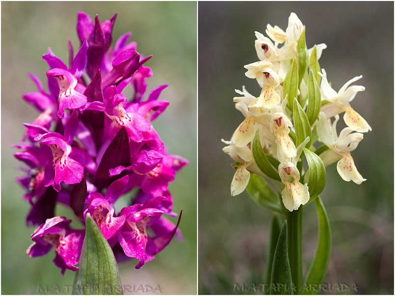Dactylorhiza sambucina 7 Dactylorhiza sambucina photo 7