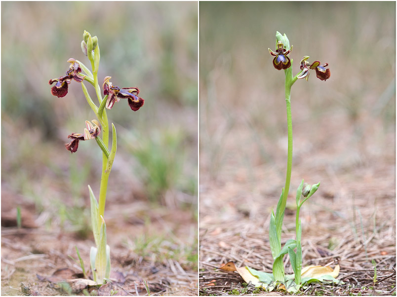 Ophrys speculum 1 Ophrys speculum photo 1