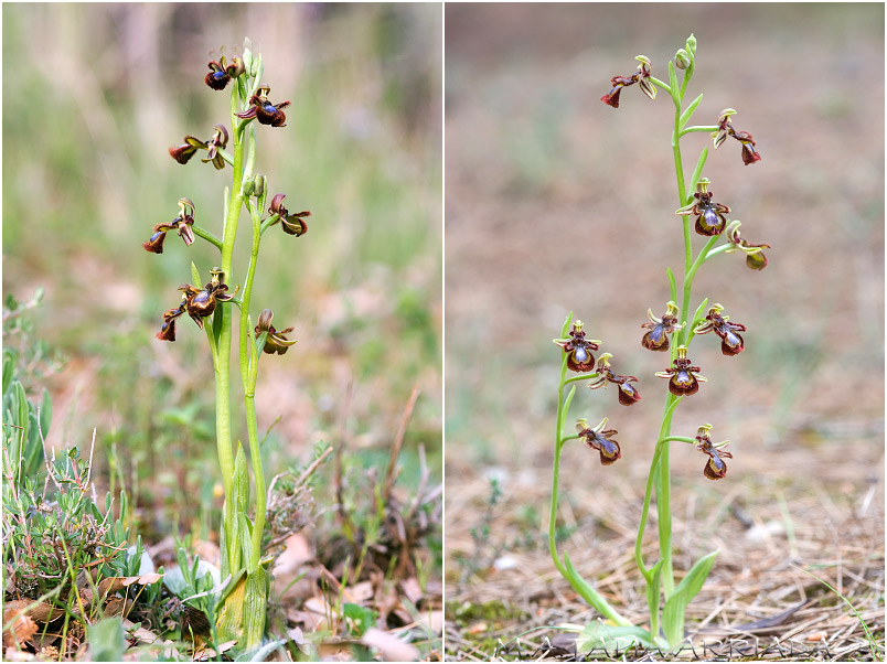 Ophrys speculum 3 Ophrys speculum photo 3