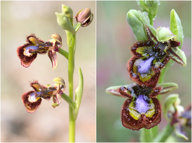 Ophrys speculum 5 Ophrys speculum photo 5