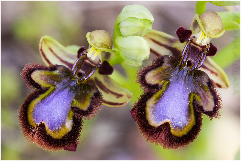 Ophrys speculum 6 Ophrys speculum photo 6