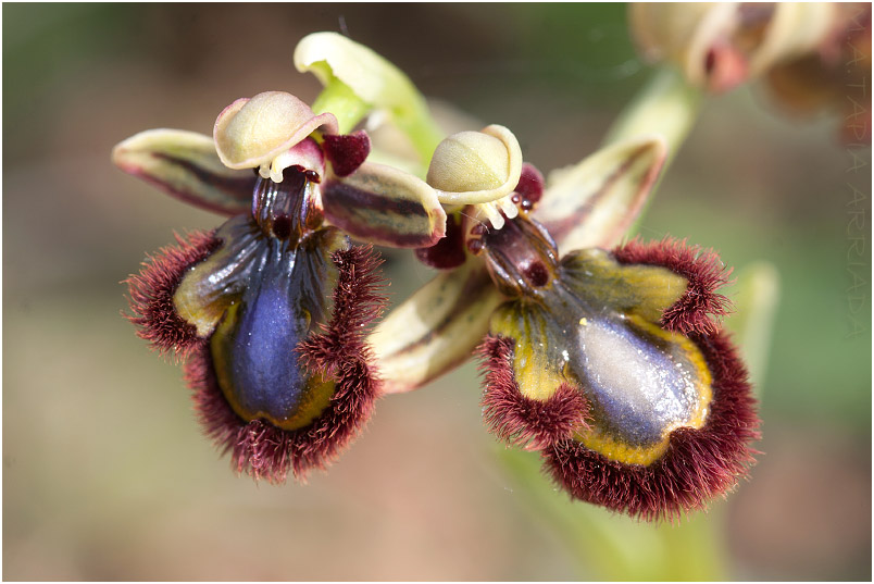 Ophrys speculum 7 Ophrys speculum photo 7