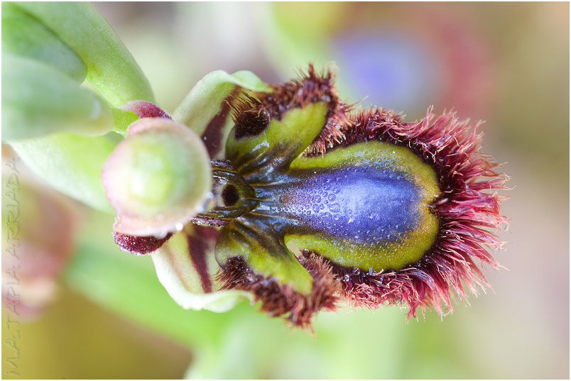 Ophrys speculum 8 Ophrys speculum photo 8