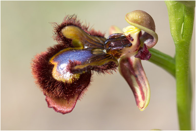 Ophrys speculum 9 Ophrys speculum photo 9
