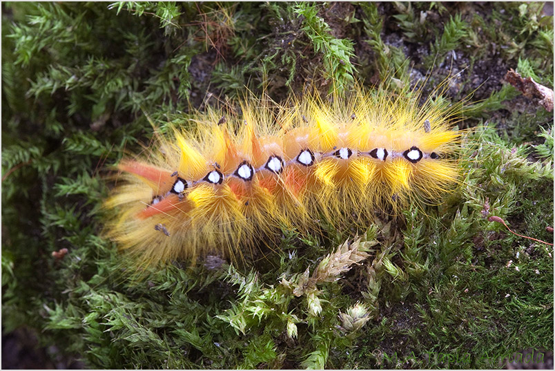 Acronicta aceris photo 1
