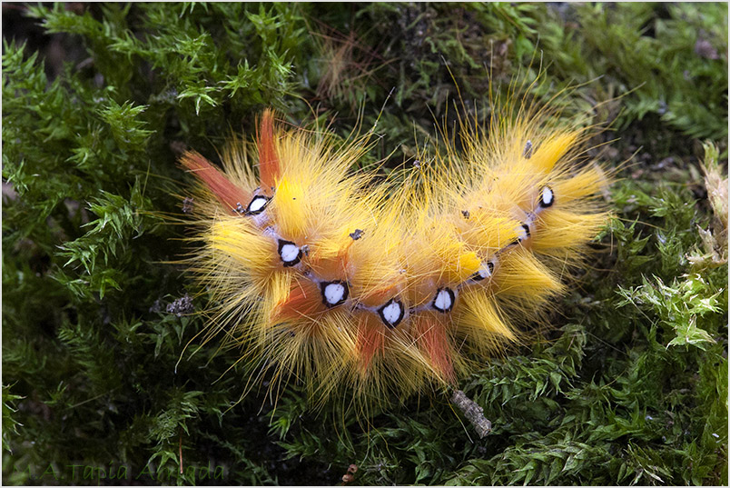 Acronicta aceris photo 2