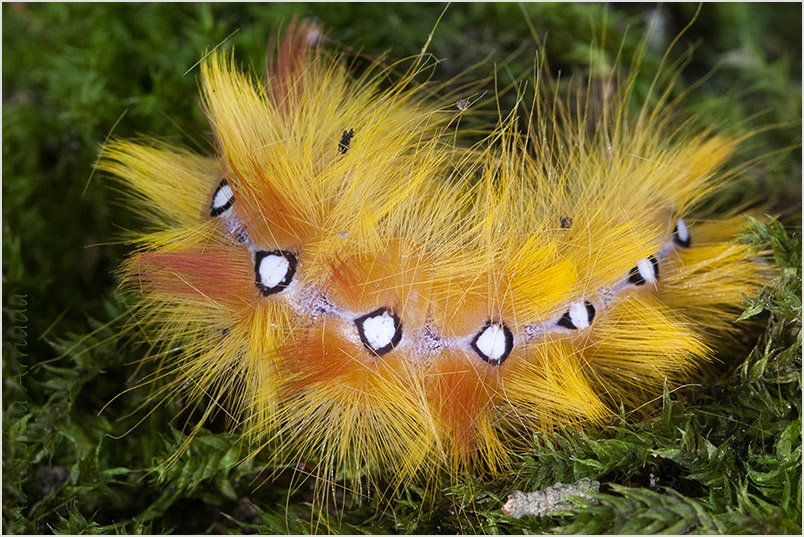 Acronicta aceris photo 4