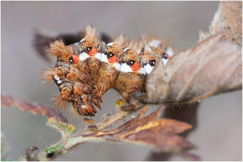 Acronicta rumicis photo 1
