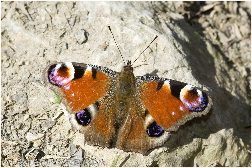 Aglais io 2 Aglais io photo 2