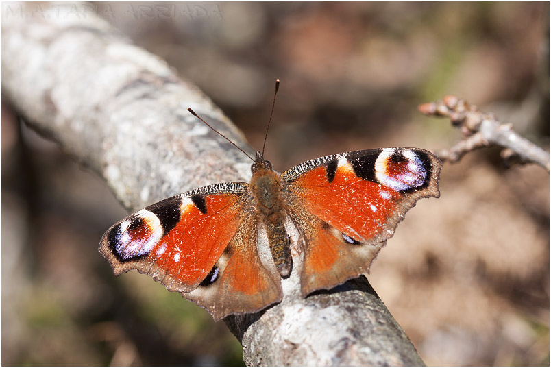 Aglais io 3 Aglais io photo 3