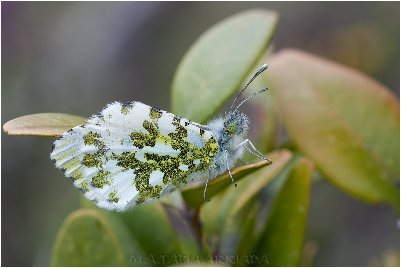 Anthocharis cardamines photo 1