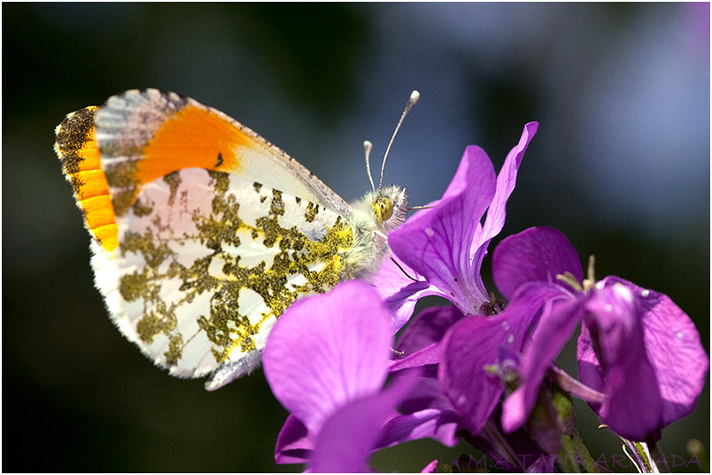 Anthocharis cardamines photo 2