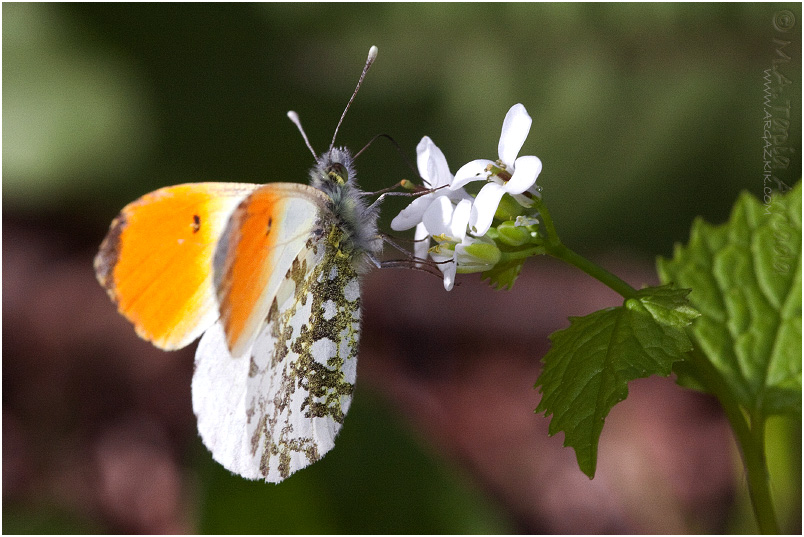 Anthocharis cardamines photo 3