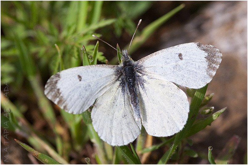 Anthocharis cardamines photo 4