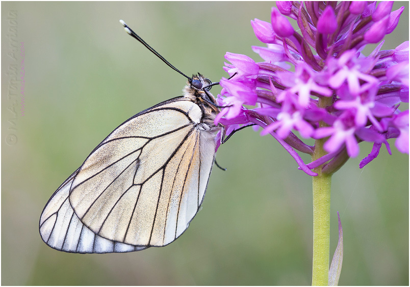 Aporia crataegi