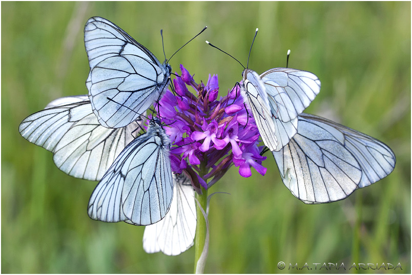 Aporia crataegi