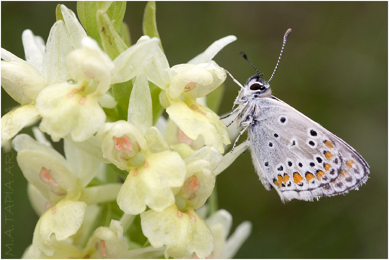 Aricia cramera