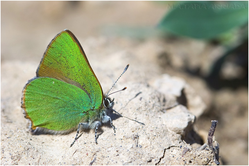 Callophrys rubi photo 1