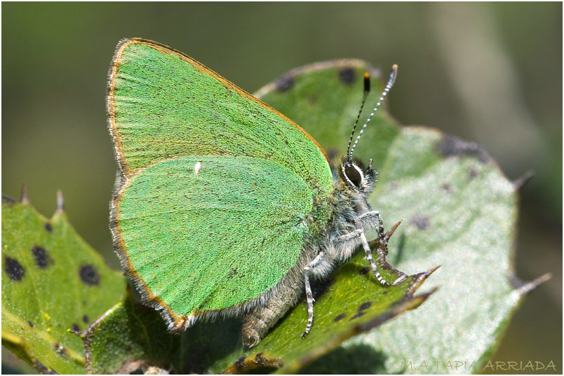 Callophrys rubi photo 2