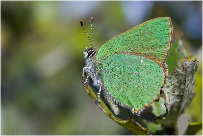 Callophrys rubi photo 3