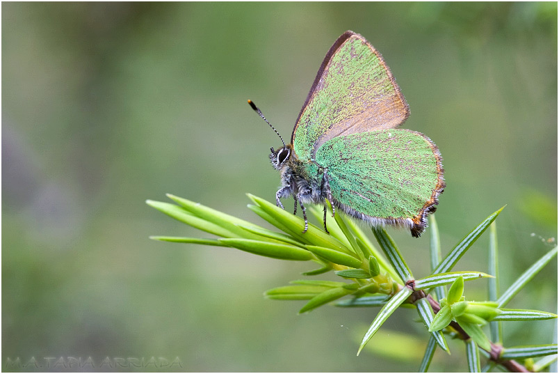 Callophrys rubi photo 4