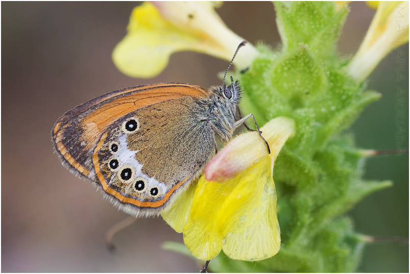 Coenonympha arcania photo 1