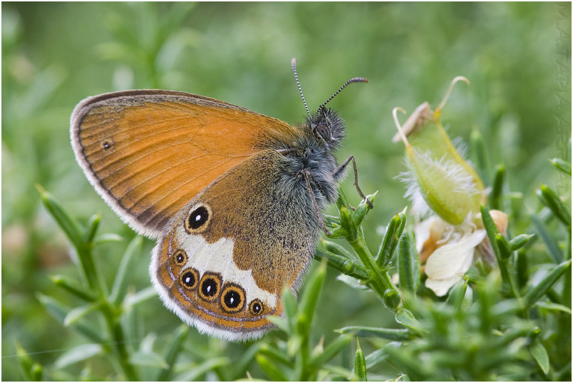 Coenonympha arcania 2