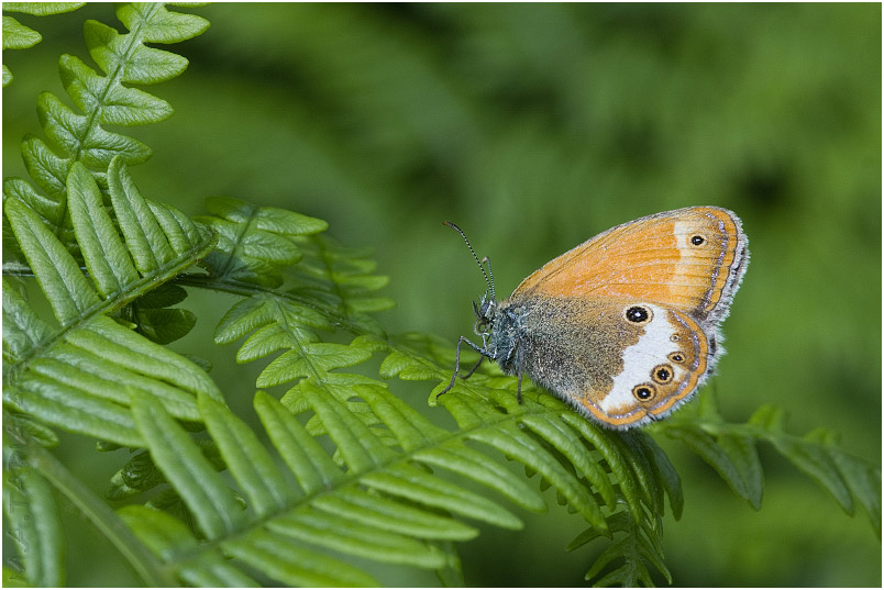 Coenonympha arcania photo 3