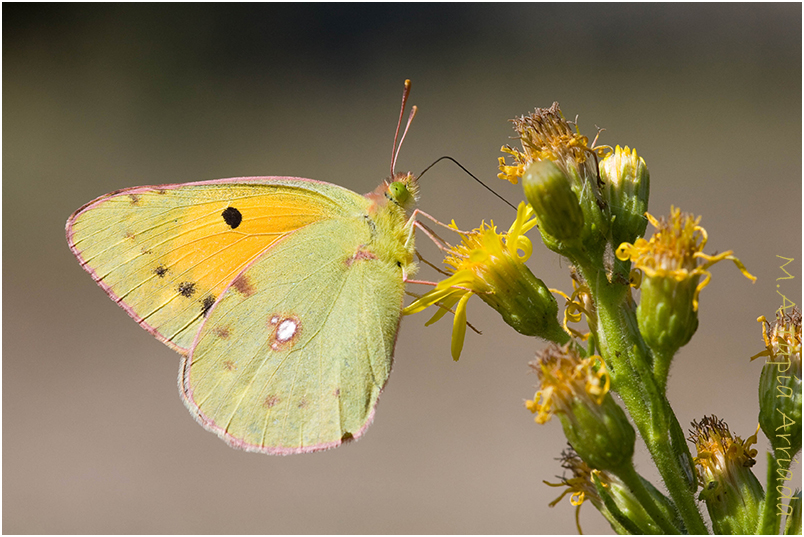 Colias crocea photo 3