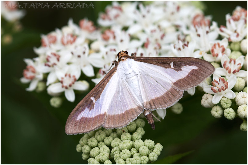 Cydalima perspectalis photo 1