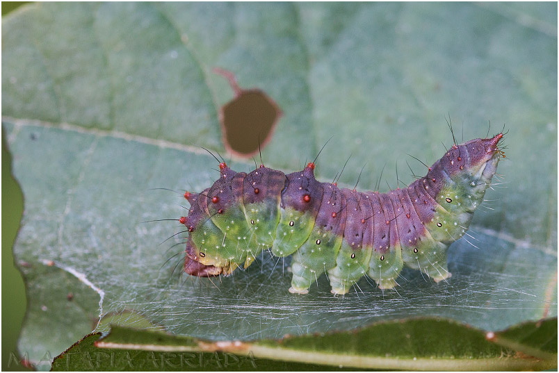 Drepana curvatula photo 1