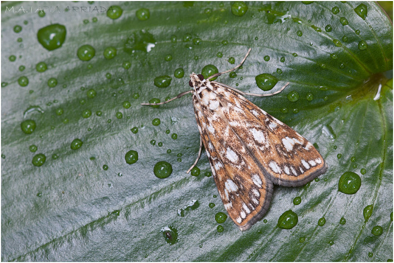 Elophila nymphaeata photo 1